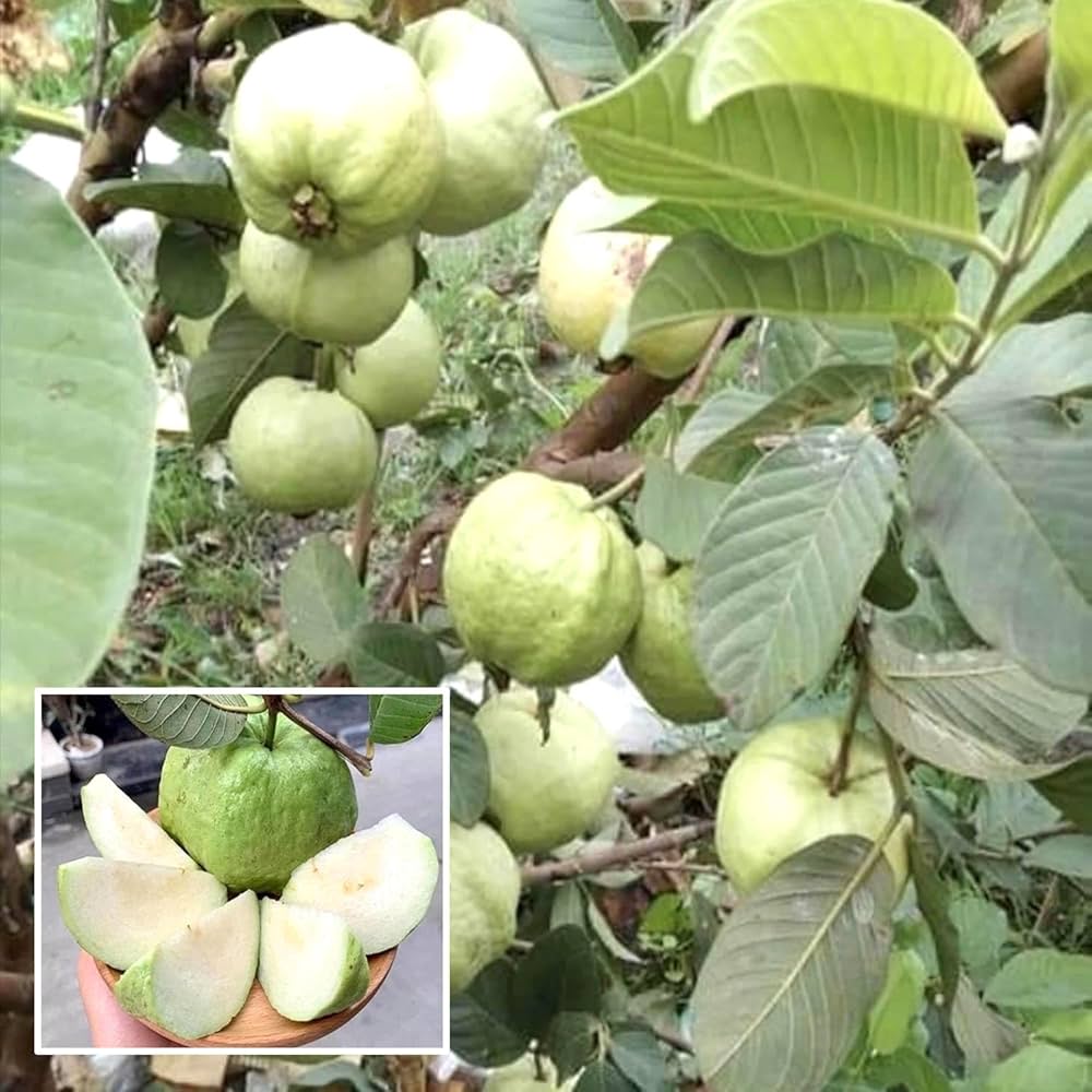 Japanese White Diamond Guava Plants — Guava sapling available at Agro Nursery Garden